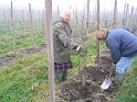 bomen planten